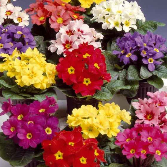 primeln saatgut Saatgut Primel 'Colossea' Mischung großblütig - Primula colossea