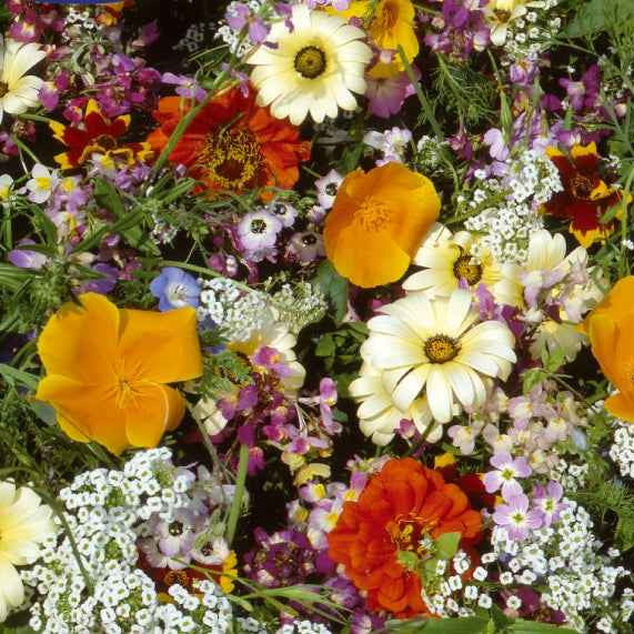 Saatgut Halbhohe einjährige Sommerblumen Mischung für 6 m²