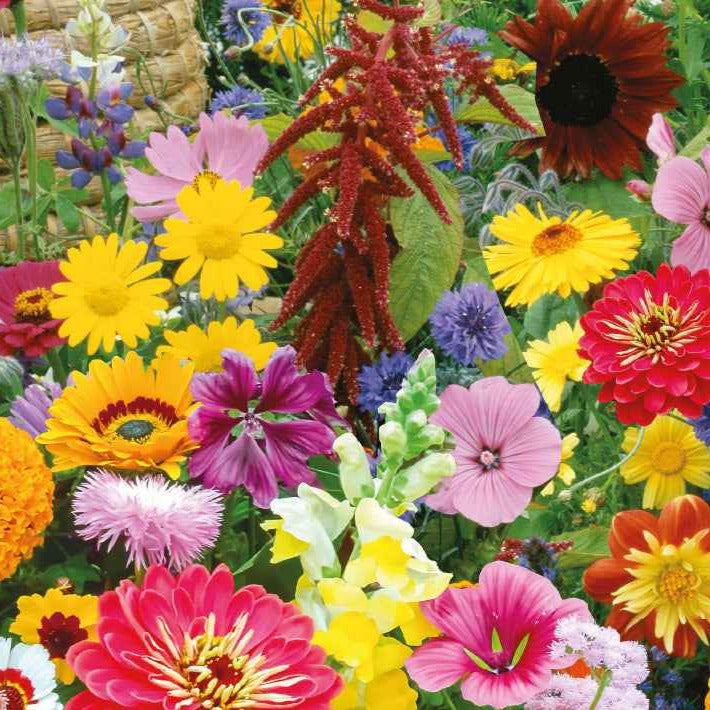 schmetterling saatgut Saatgut Bio-Blumenmischung für Bienen & Schmetterlinge (7 m²)