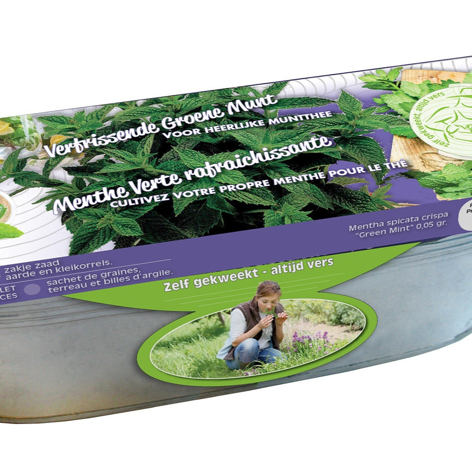 Set Krauseminze im Blumenkasten Zink - Mentha spicata crispa