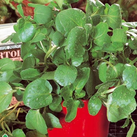 Saatgut Brunnenkresse - Nasturtium officinale