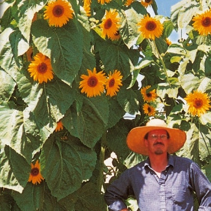 Saatgut Sonnenblume 'Kong F1' - Helianthus annuus kong f1