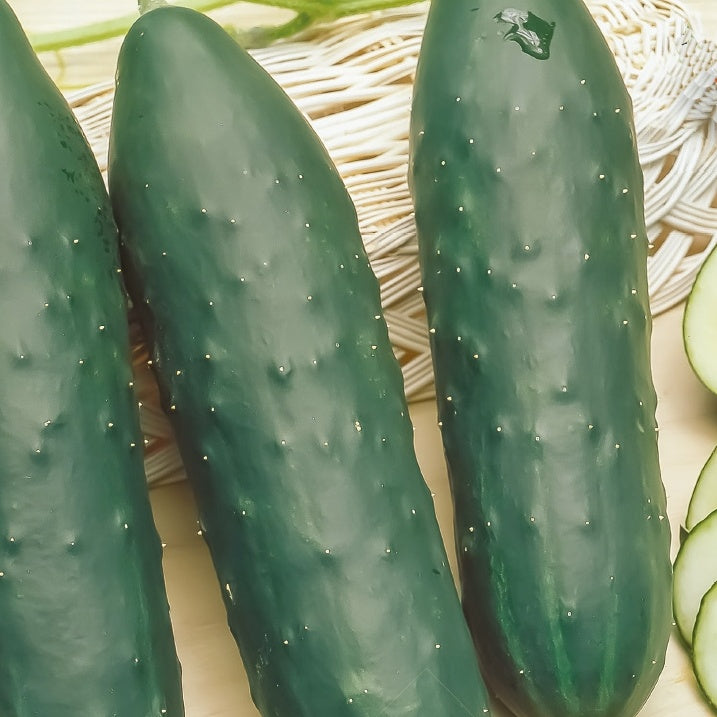 kaktus gurke Saatgut Gurke Cucumis 'Marketmore' - Cucumis sativus marketmore