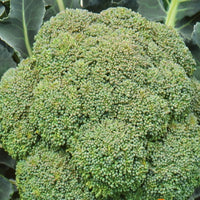 Kohl Brokkoli 'Calabrese Natalino' - Brassica oleracea calabrese natalino - Kohl