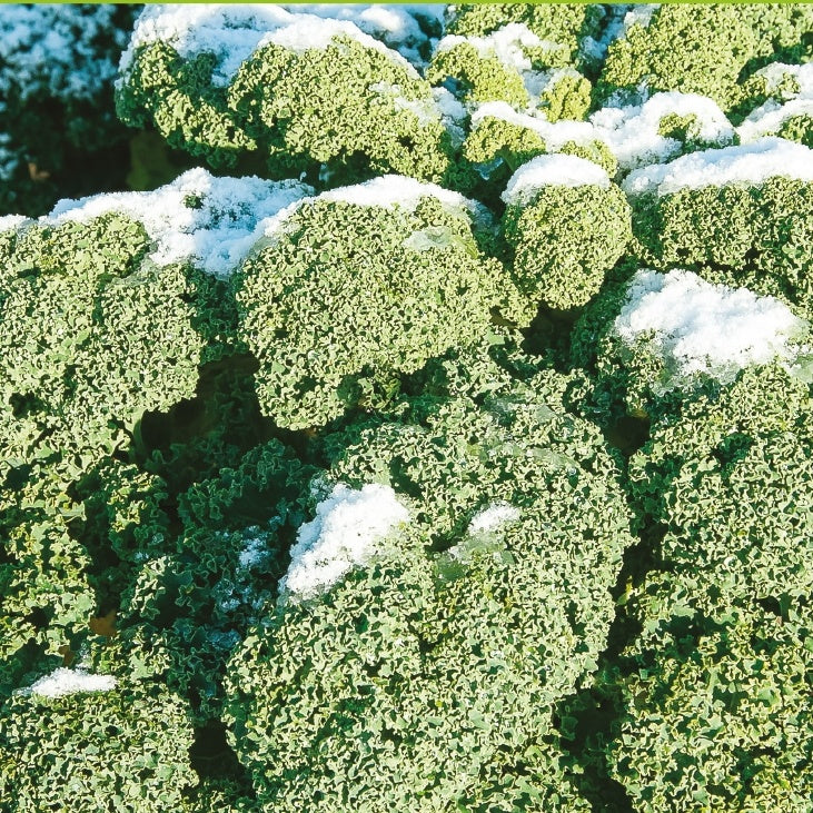 Saatgut Grünkohl 'Westländer Winter' - Brassica oleracea westlandse winter 