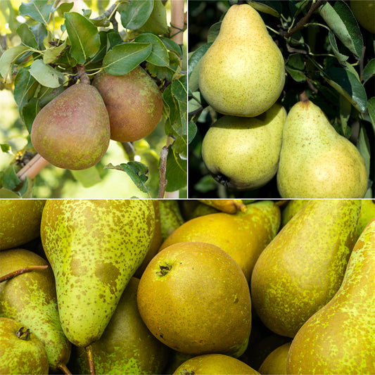 Birnenbaum Mischung: Conference, Williams, Doyenne du Comice - Bakker