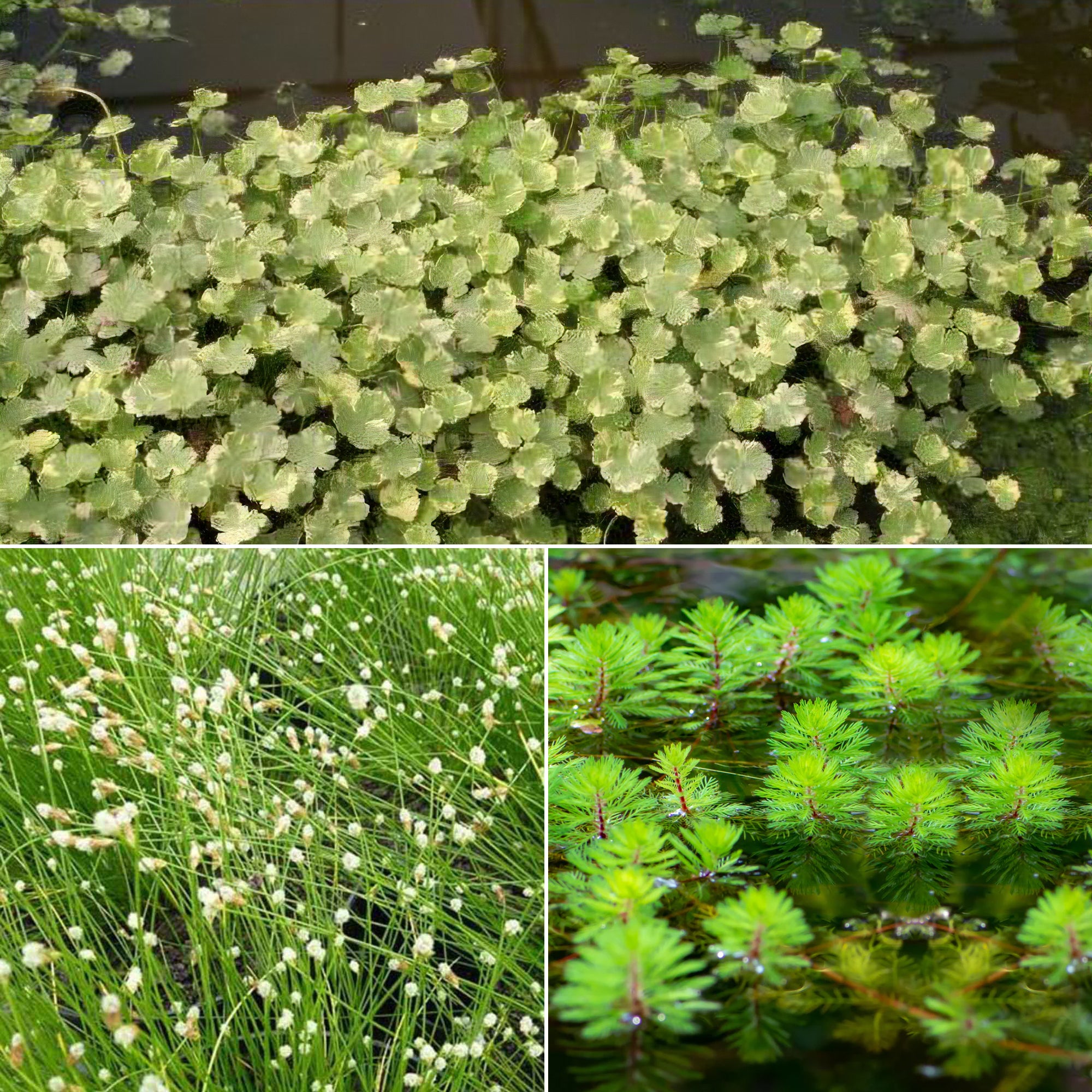 Sauerstoffspendende Pflanzen in einer Mischung (x3) - Hydrocotyle,  Myriophyllum, Scirpus
