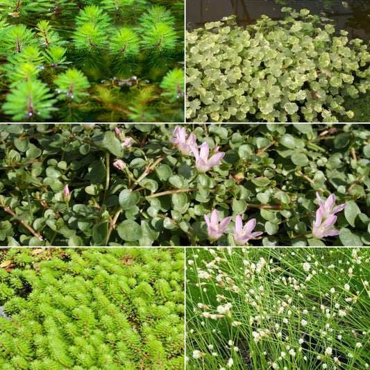 Sauerstoffspendende Teichpflanzen in einer Mischung (x5) - Bakker