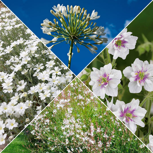 Kollektion weißblühender Stauden (x9) - Bakker