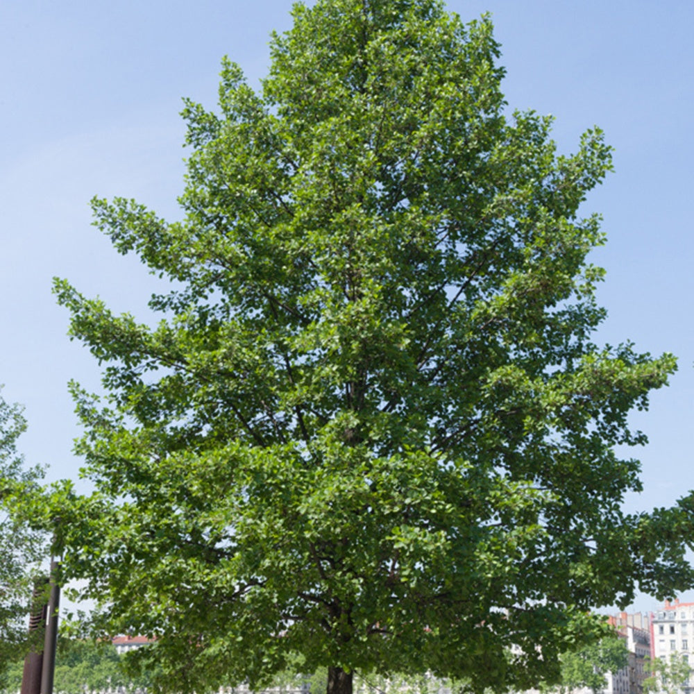 Schwarz-Erle - Alnus glutinosa