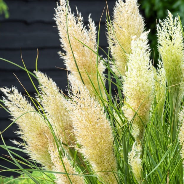 Zwerg-Pampasgras Tiny Pampa - Cortaderia tiny pampa - Bakker