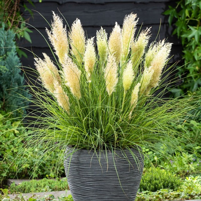 Zwerg-Pampasgras Tiny Pampa - Bakker