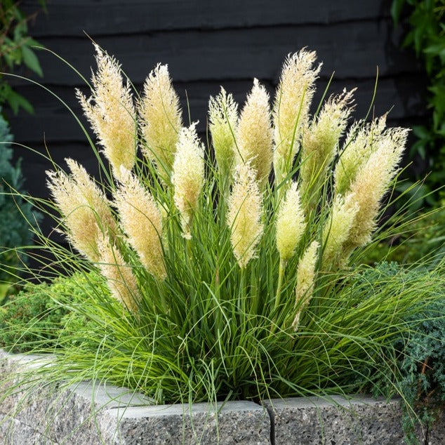 Cortaderia tiny pampa - Zwerg-Pampasgras Tiny Pampa - Pampasgras - Cortaderia