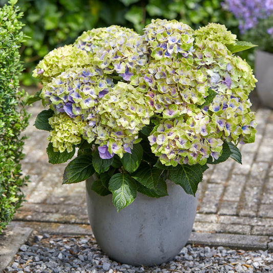 Bauernhortensie 'Jewel' - Hydrangea macrophylla 'jewel' - Hortensien