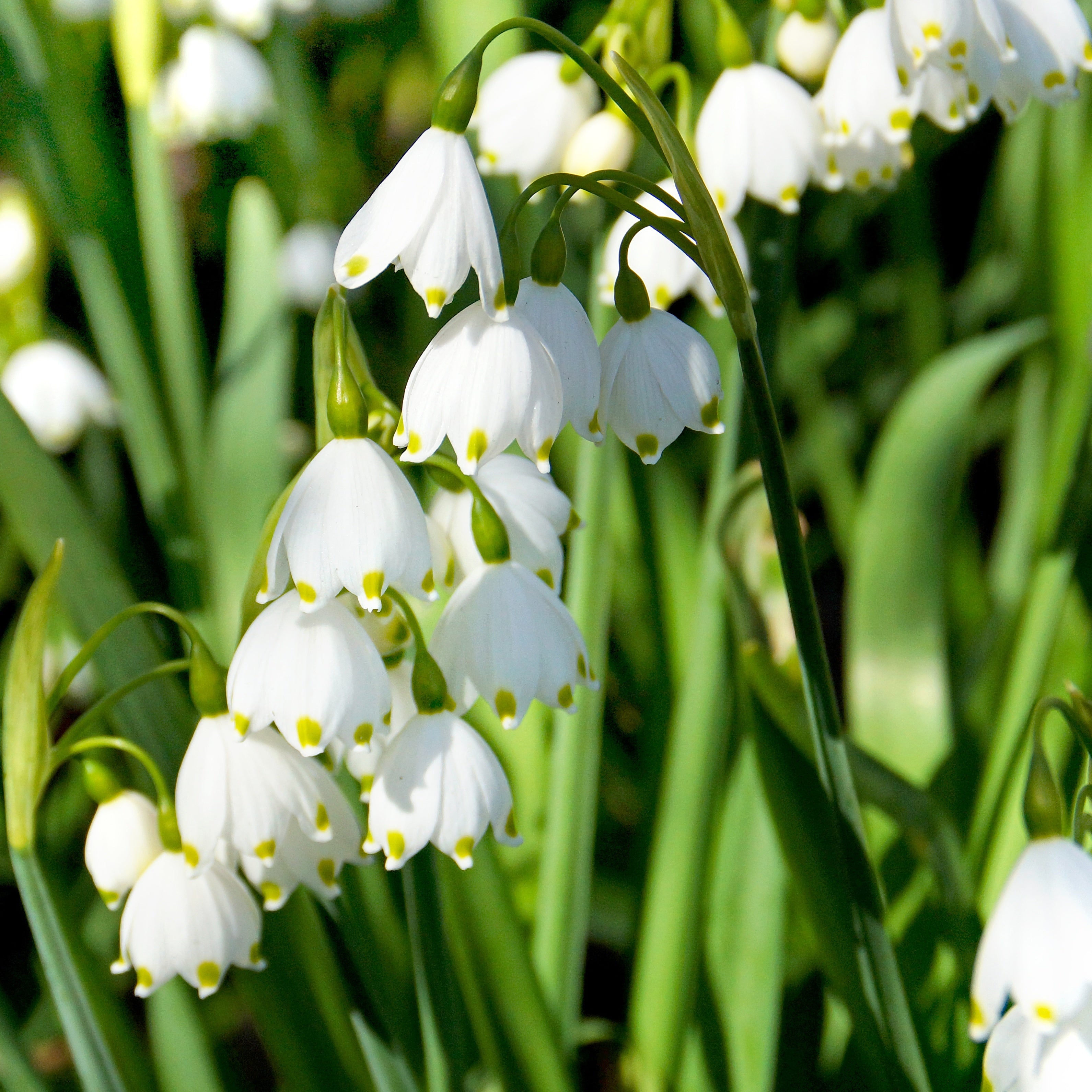 Blumenzwiebeln Sommerknotenblume (x8) Leucojum aestivum