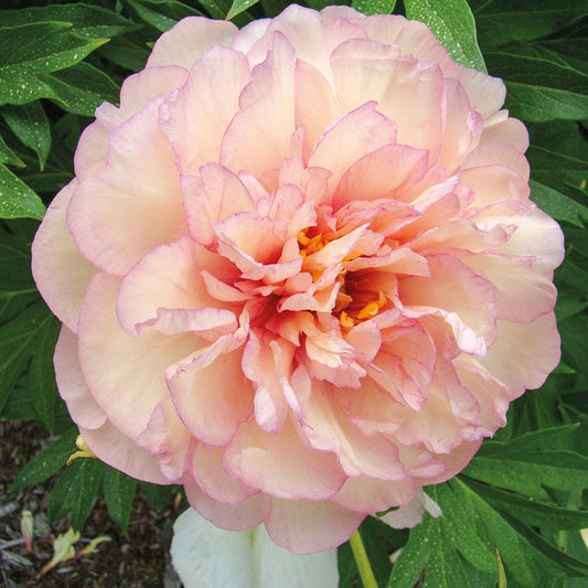 Pfingstrose Itoh Scrumdiddlyumptious - Paeonia itoh hybrid scrumdiddlyumptious - Gartenpflanzen