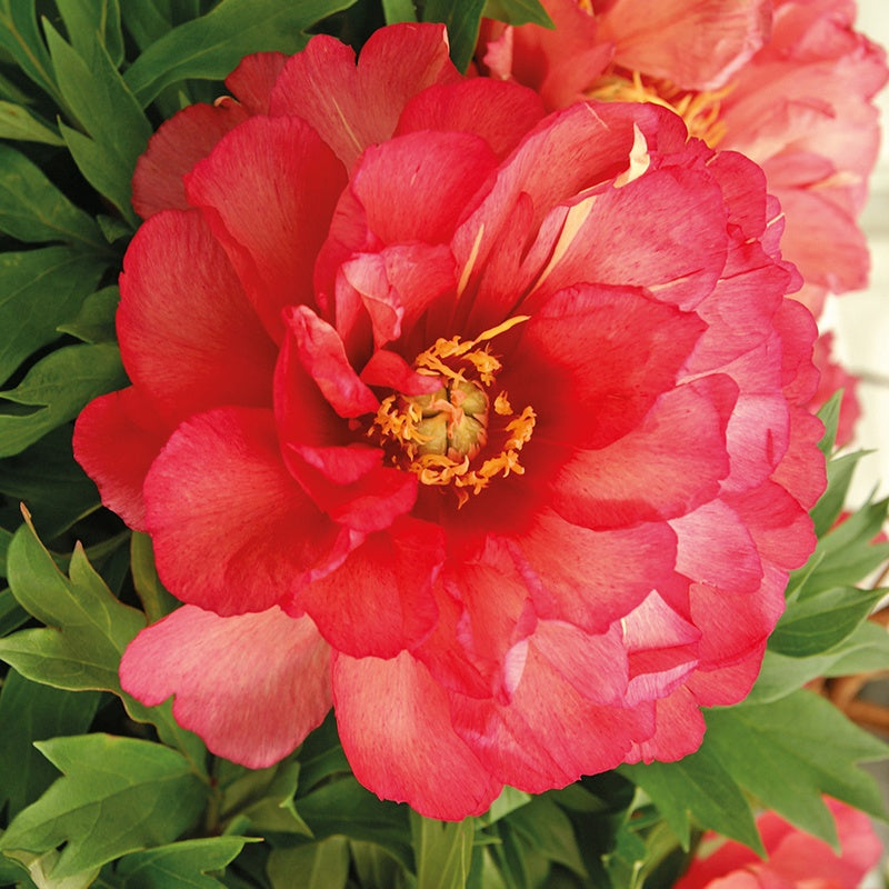 Pfingstrose 'Julia Rose' - Paeonia itoh hybrid Julia rose