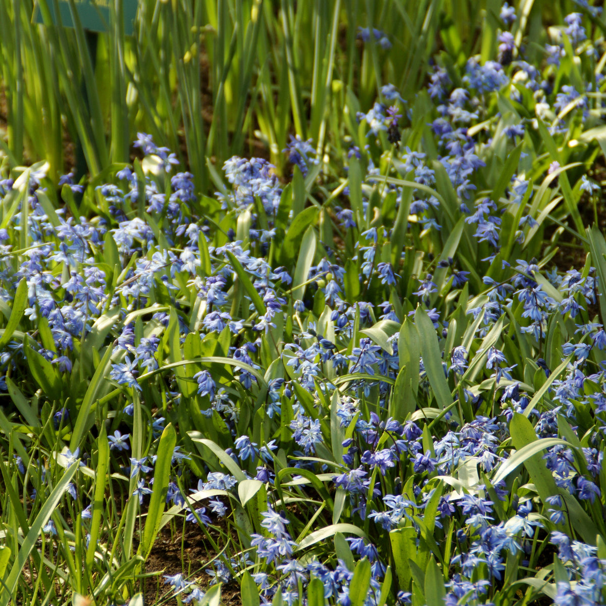 Sibirischer Blaustern - Hyazinthen-Zwiebeln - Bakker