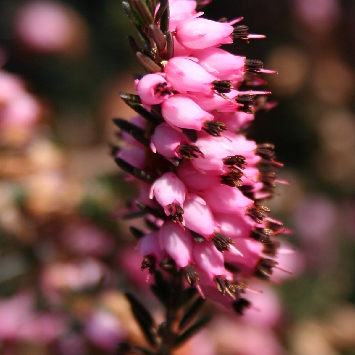 Erica carnea - Rosa Winterheide (x3) - Blühende Stauden