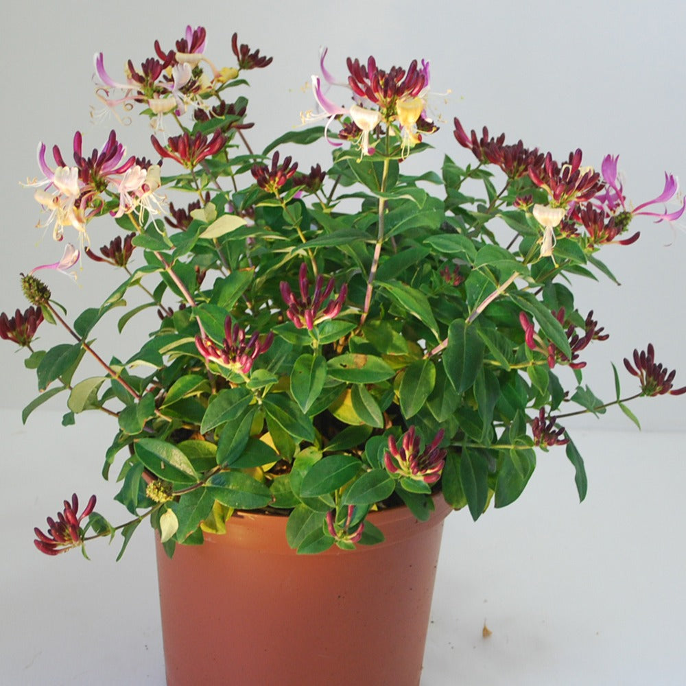 lonicera periclymenum chic et choc Wald-Geißblatt Chic & Choc ® - Lonicera periclymenum chic & choc ®  'inov205'