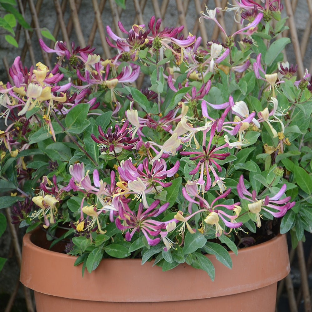 Wald-Geißblatt Chic & Choc ® - Lonicera periclymenum chic & choc ®  'inov205'