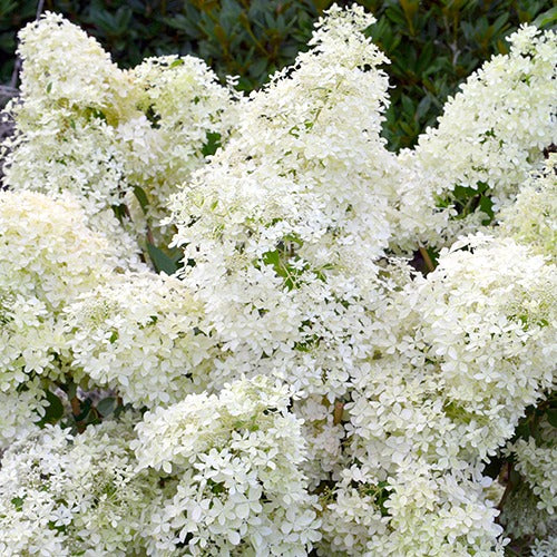 Rispenhortensie Dentelle de Gorron ® - Bakker