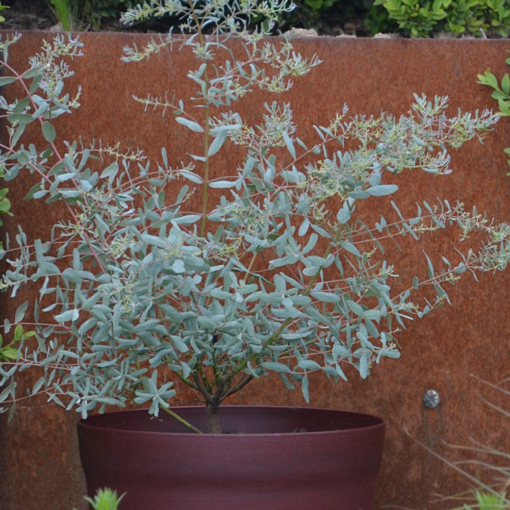 Eukalyptus France Bleu ® Rengun - Eucalyptus gunnii france bleu ® ’rengun’ - Gartenpflanzen