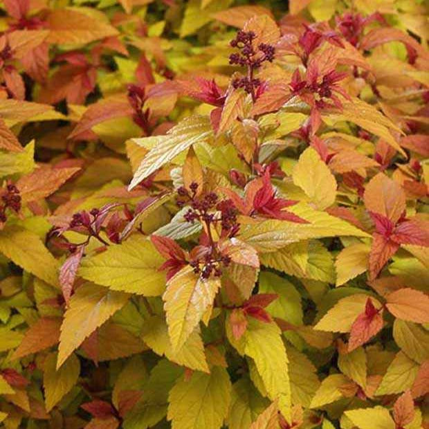 Japanischer Spierstrauch Hubert Gold - Spiraea japonica hubert gold