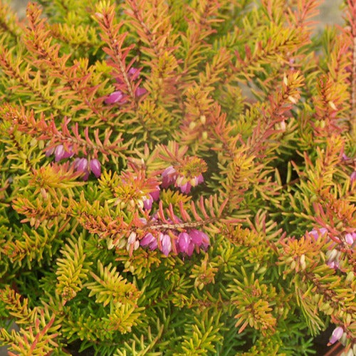 Winterheide Mary Helen - Bakker