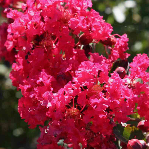 Kräuselmyrte Petite Red - Bakker