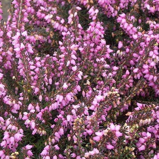 Winterheide Spring Surprise - Bakker