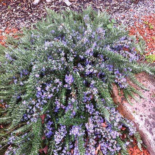 Rosmarin Pointe du Raz - Bakker
