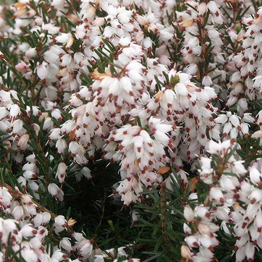 Winterheide Silberschmelze - Bakker
