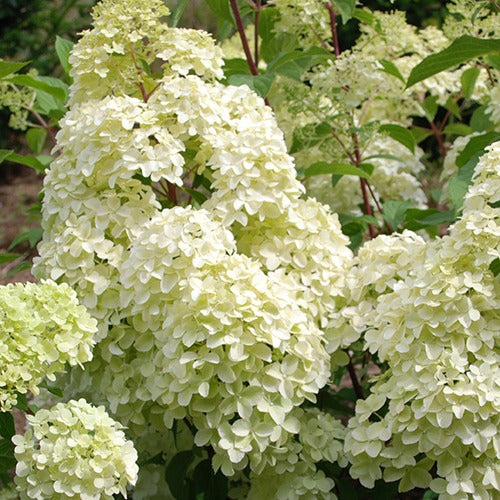 Rispenhortensie Diamantino® - Bakker