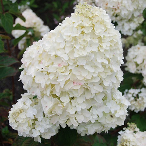 Rispenhortensie Dolly - Hydrangea paniculata dolly - Bakker