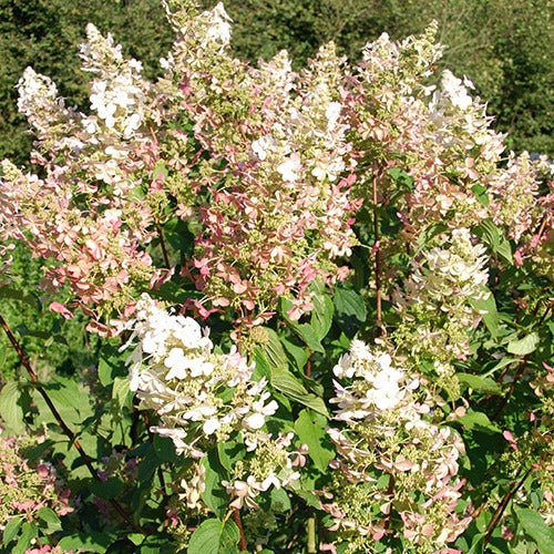 Rispenhortensie Dolly - Hydrangea paniculata  dolly - Pflanzensorten