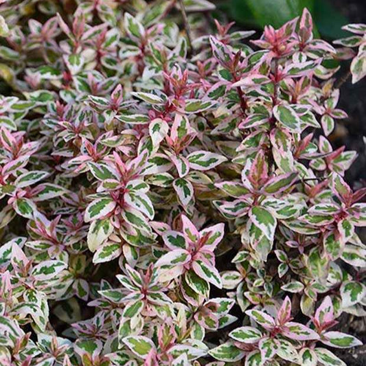 Abelie Pink Lady - Bakker