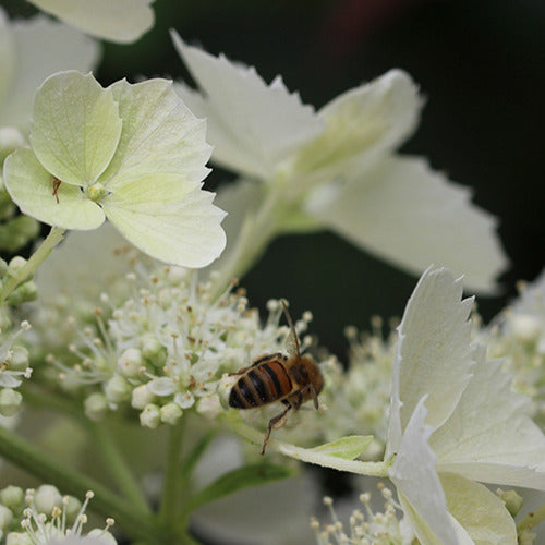 Rispenhortensie Pink Lady - Hydrangea paniculata pink lady - Gartenpflanzen