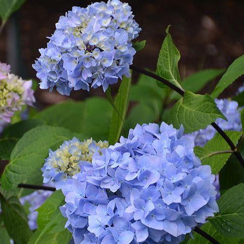 Bauernhortensie So Long® Ebony Monmar - Hydrangea macrophylla so long ® ebony 'monmar' - Gartenpflanzen