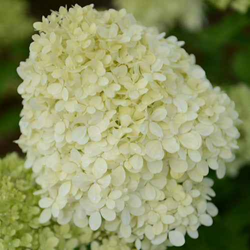 Rispenhortensien Auswahl - Hydrangea paniculata selection - Gartenpflanzen