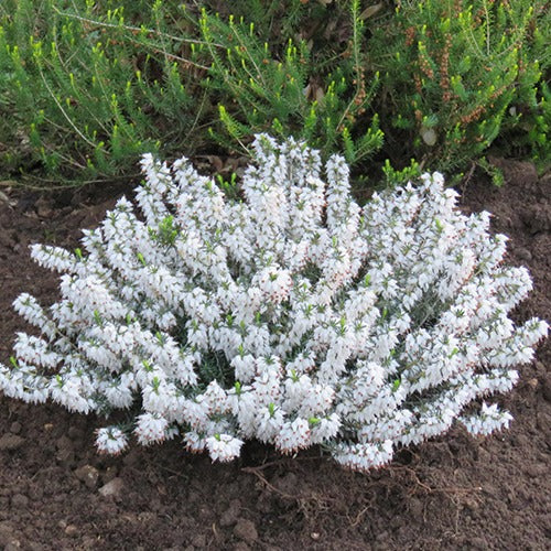 Schneeheide Snowbelle - Erica carnea snowbelle