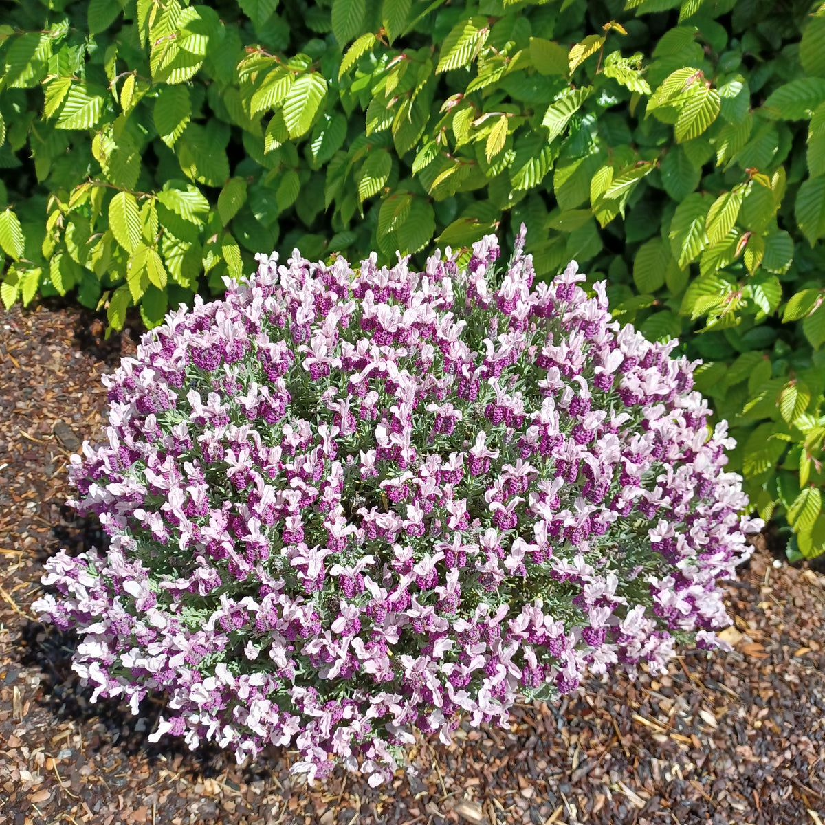 Schopflavendel MAGICAL® POSY PINK - Bakker
