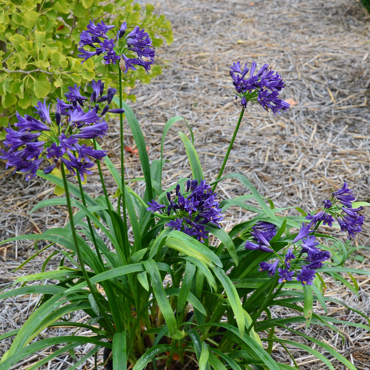 Agapanthus x pitchoune ® violet 'mill04' - Schmucklilie PITCHOUNE ® Violet - Agapanthus