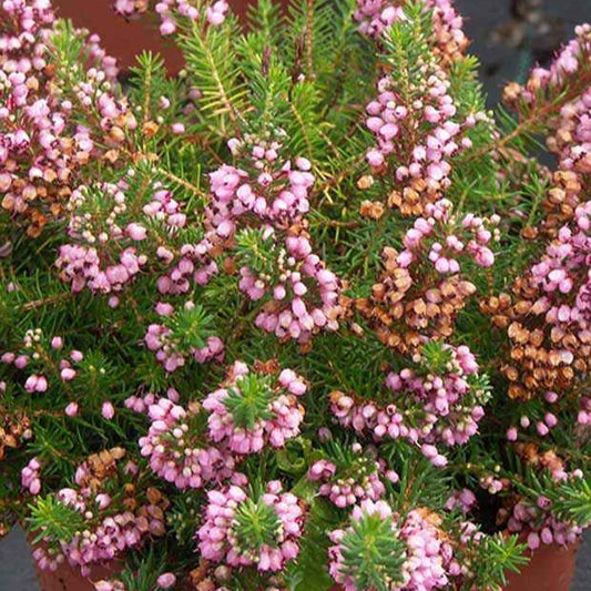 Trauben-Heide St Keverne - Bakker