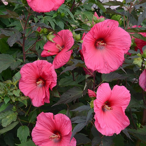 Sumpfeibisch Tangri Planet ® Griotte Tangri - Hibiscus moscheutos tangri planet ® griotte tangri - Gartenpflanzen