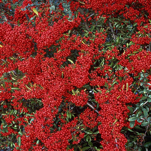 Feuerdorn 'Saphyr® Rouge Cadrou' - Pyracantha saphyr ® rouge'cadrou'