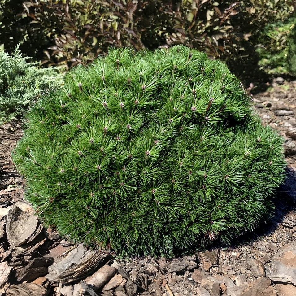 Zwergkiefer Pierrick Brégeon - Pinus nigra Pierrick Brégeon
