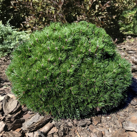 Zwergkiefer Pierrick Brégeon - Pinus nigra pierrick brégeon - Sträucher und Stauden