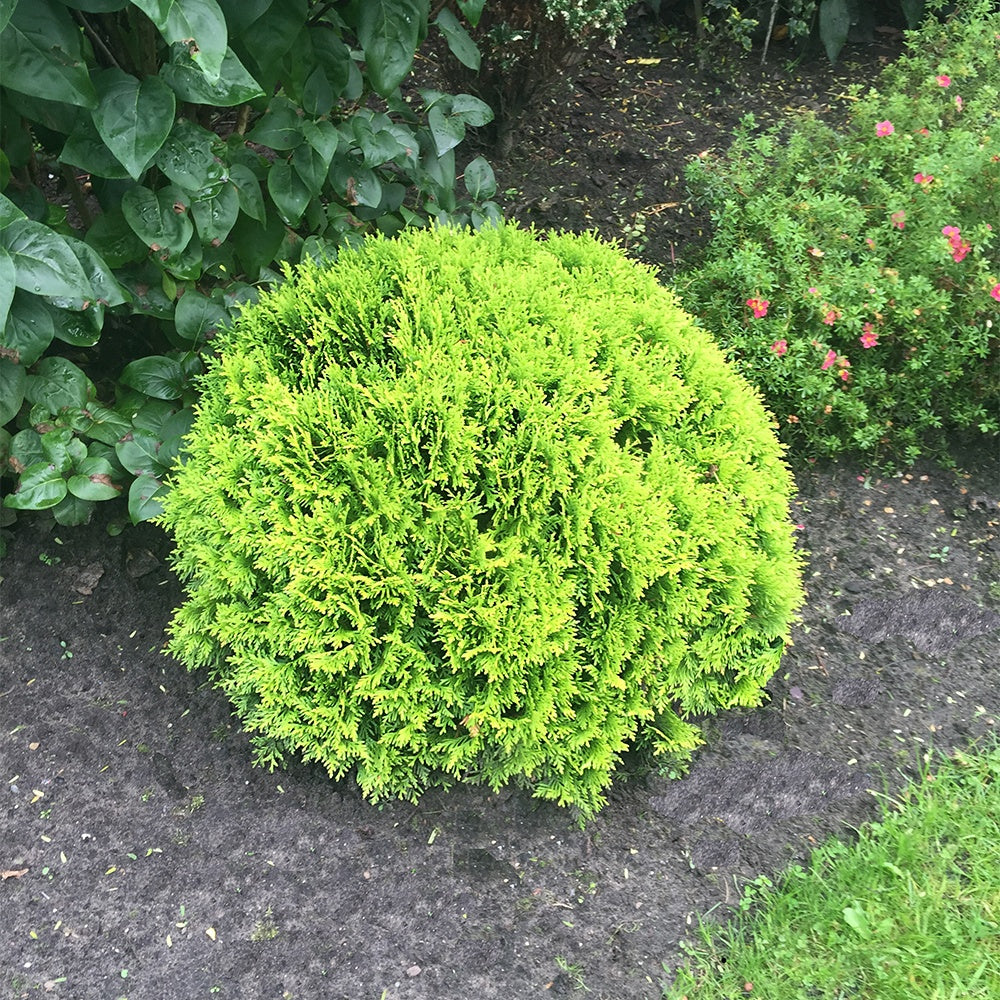 thuja lebensbaum Lebensbaum Mirjam - Thuja occidentalis Mirjam