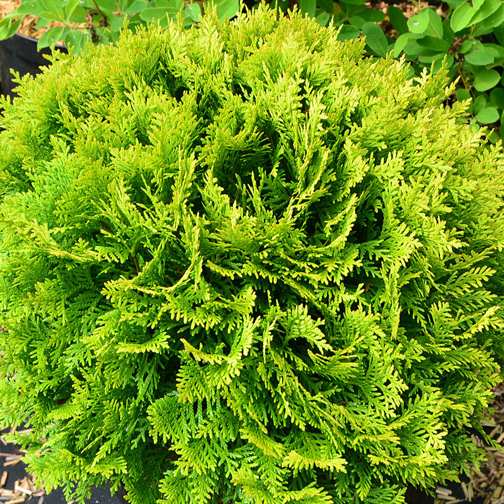 thuja nadelbaum Lebensbaum Mirjam - Thuja occidentalis Mirjam